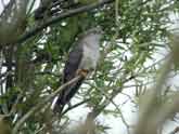Commoncuckoo