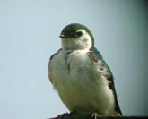 Violetgreenswallow